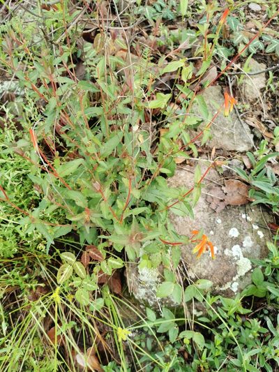 Cuphea jorullensis, photographed by Juan Carlos Pérez Magaña