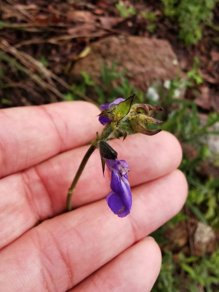Salvia laevis, photographed by Juan Carlos Pérez Magaña