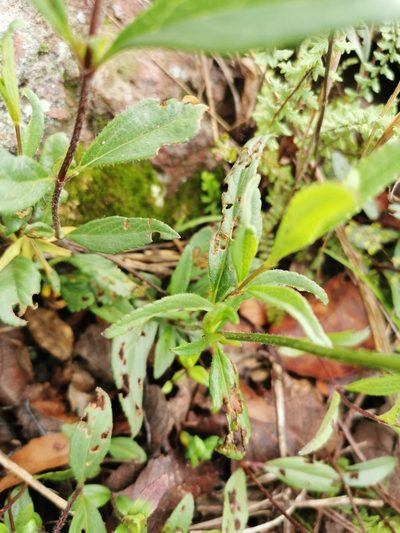 Salvia laevis, photographed by Juan Carlos Pérez Magaña