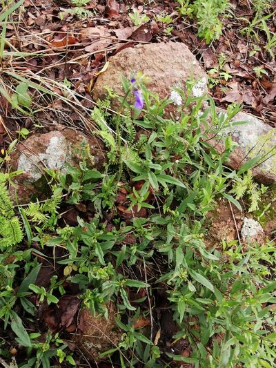 Salvia laevis, photographed by Juan Carlos Pérez Magaña
