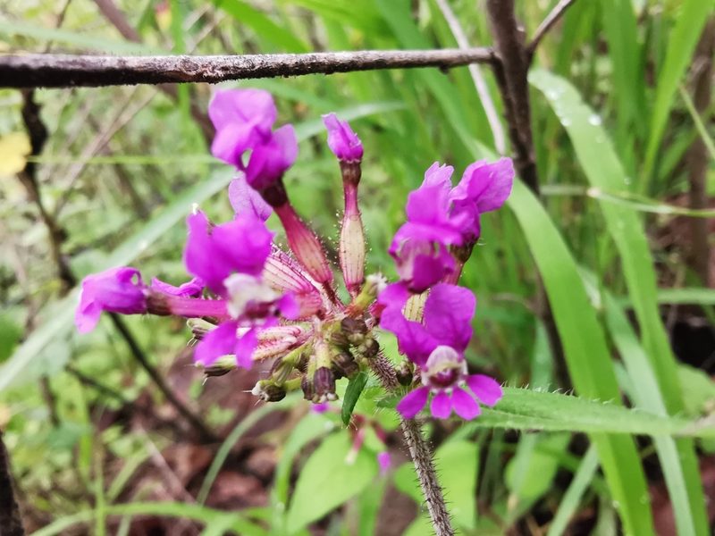 Cuphea tolucana, photographed by Juan Carlos Pérez Magaña
