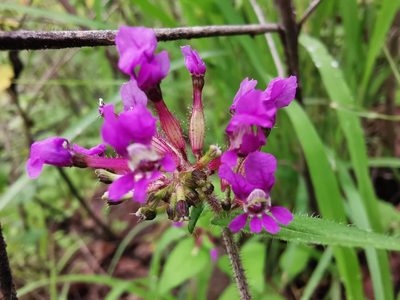 Cuphea tolucana, photographed by Juan Carlos Pérez Magaña