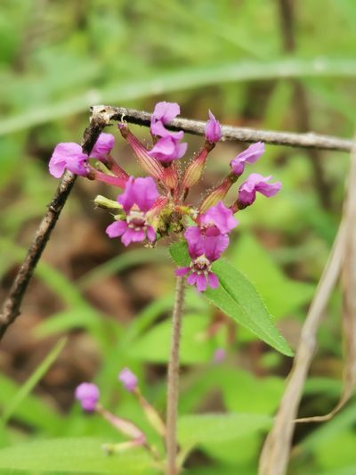 Cuphea tolucana, photographed by Juan Carlos Pérez Magaña