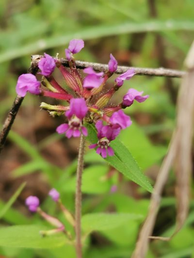 Cuphea tolucana, photographed by Juan Carlos Pérez Magaña