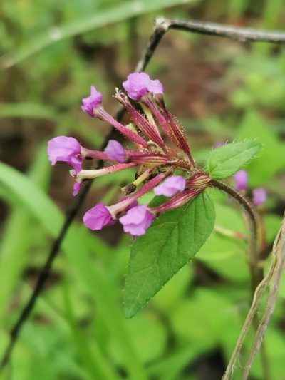 Cuphea tolucana, photographed by Juan Carlos Pérez Magaña