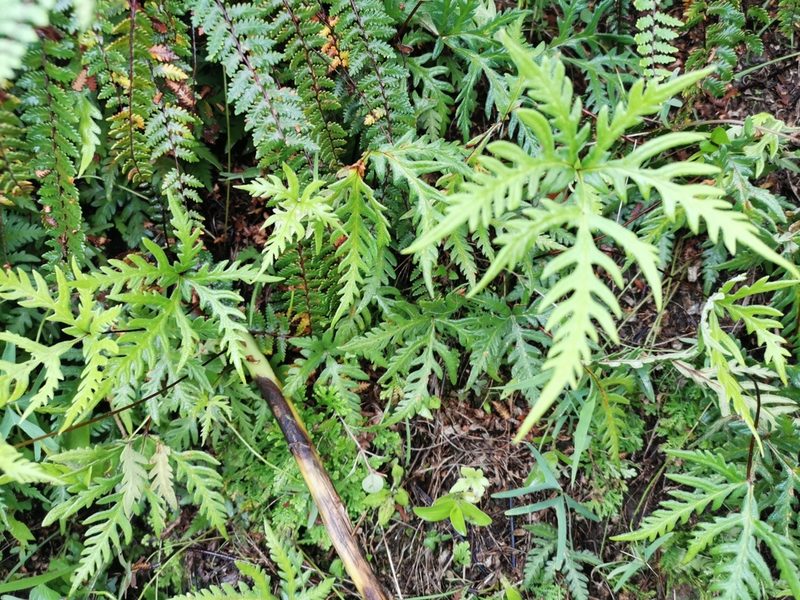 Bommeria pedata, photographed by Juan Carlos Pérez Magaña