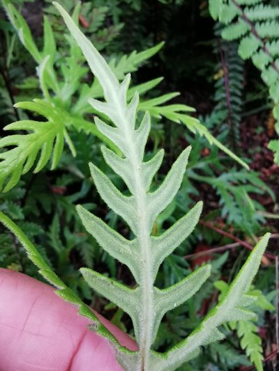 Bommeria pedata, photographed by Juan Carlos Pérez Magaña