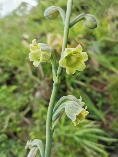Agave bulliana, photographed by Juan Carlos Pérez Magaña