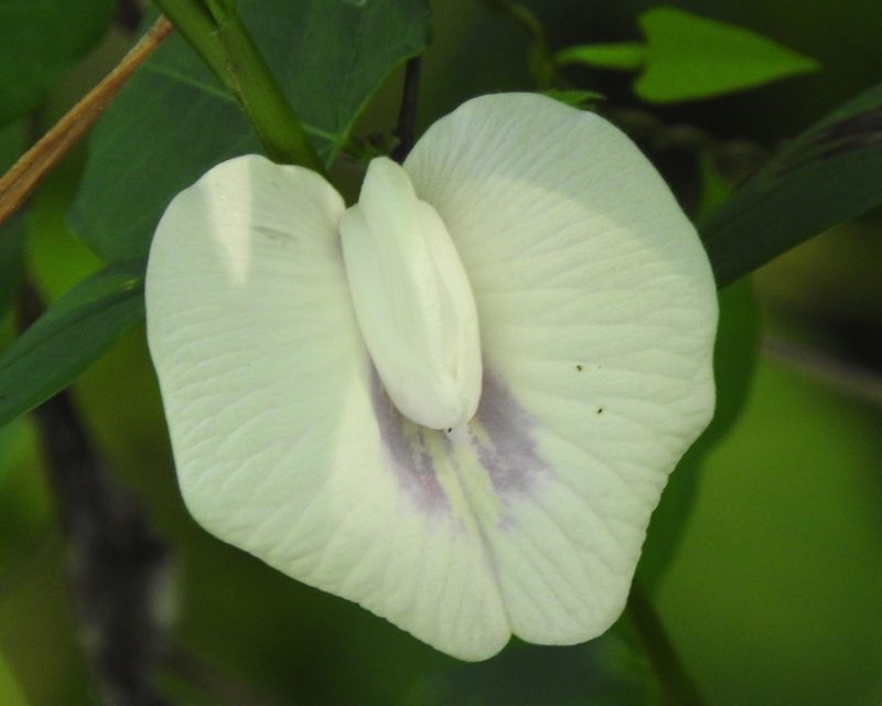 Centrosema sagittatum, photographed by Francisco Farriols Sarabia