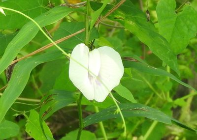 Centrosema sagittatum, photographed by Francisco Farriols Sarabia