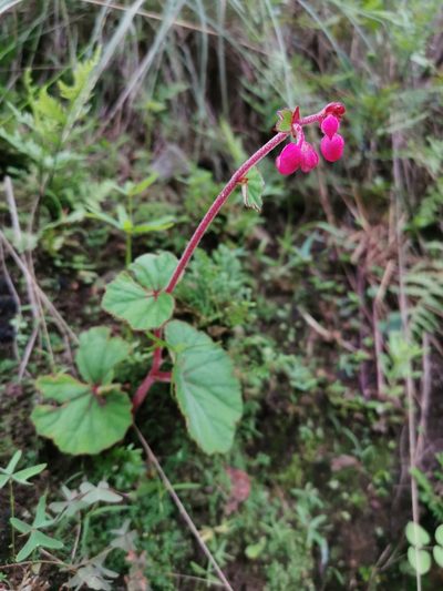 Begonia balmisiana, photographed by Juan Carlos Pérez Magaña