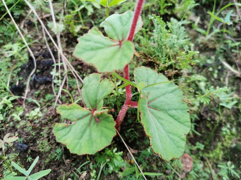 Begonia balmisiana, photographed by Juan Carlos Pérez Magaña