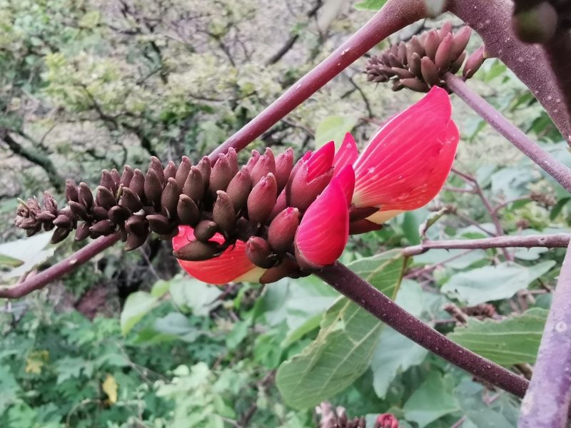 Erythrina breviflora, photographed by Juan Carlos Pérez Magaña