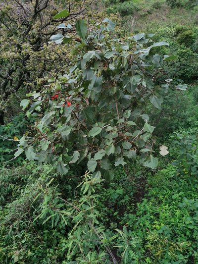 Erythrina breviflora, photographed by Juan Carlos Pérez Magaña