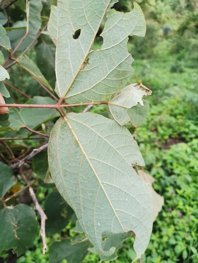 Erythrina breviflora, photographed by Juan Carlos Pérez Magaña