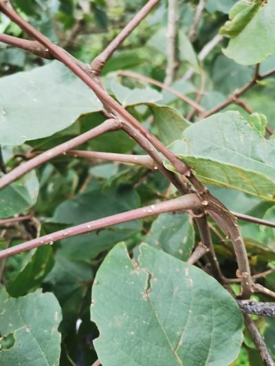 Erythrina breviflora, photographed by Juan Carlos Pérez Magaña