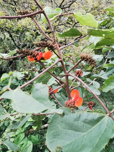 Erythrina breviflora, photographed by Juan Carlos Pérez Magaña