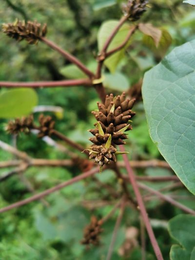 Erythrina breviflora, photographed by Juan Carlos Pérez Magaña