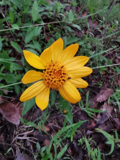 Lasianthaea palmeri, photographed by Juan Carlos Pérez Magaña