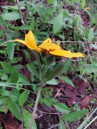 Lasianthaea palmeri, photographed by Juan Carlos Pérez Magaña
