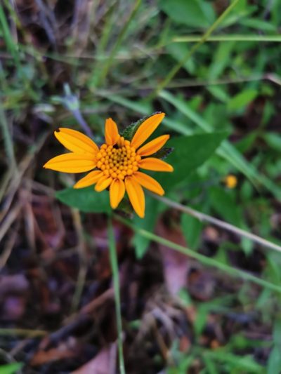 Lasianthaea palmeri, photographed by Juan Carlos Pérez Magaña