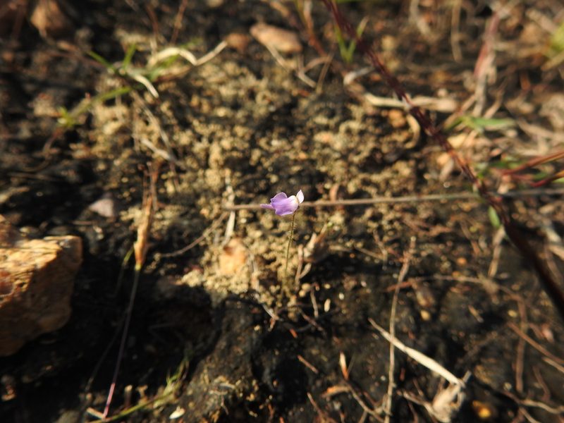 Utricularia hirta, photographed by Hopeland