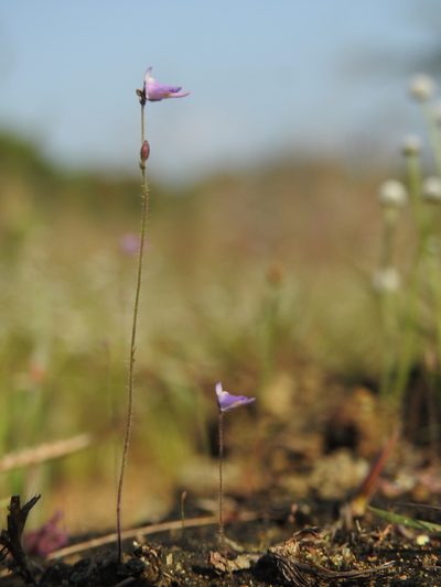 Utricularia hirta, photographed by Hopeland