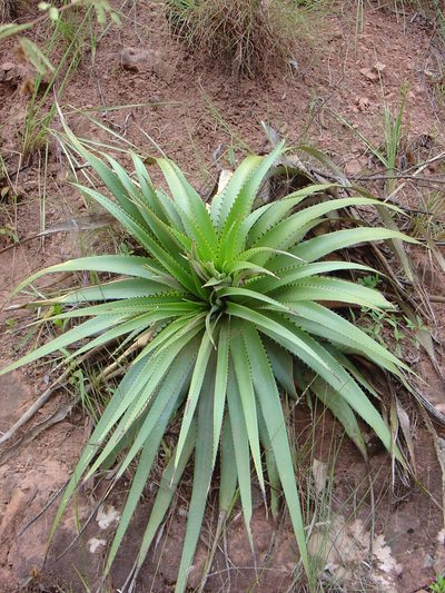 Puya nana, photographed by Jean-Paul Boerekamps