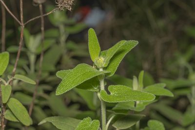 Phlomis bourgaei, photographed by Eleftherios Katsillis