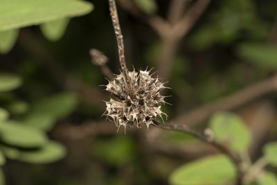 Phlomis bourgaei, photographed by Eleftherios Katsillis