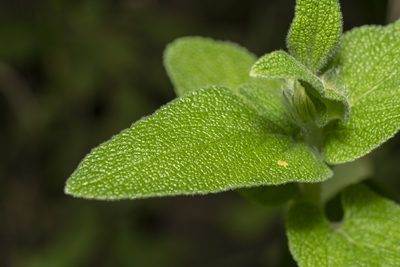 Phlomis bourgaei, photographed by Eleftherios Katsillis