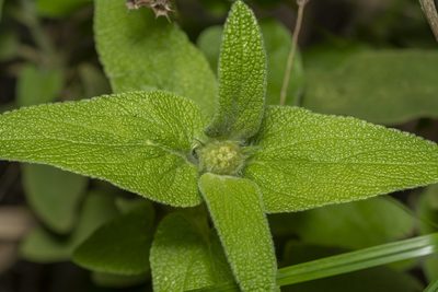 Phlomis bourgaei, photographed by Eleftherios Katsillis