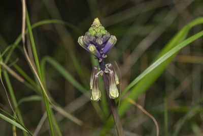 Bellevalia trifoliata, photographed by Eleftherios Katsillis