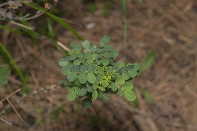 Colutea insularis, photographed by Eleftherios Katsillis