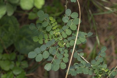 Colutea insularis, photographed by Eleftherios Katsillis