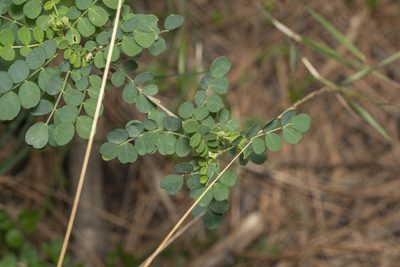 Colutea insularis, photographed by Eleftherios Katsillis