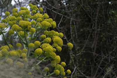 Ferula glauca, photographed by Eleftherios Katsillis