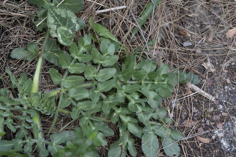 Opopanax hispidus, photographed by Eleftherios Katsillis