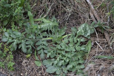 Opopanax hispidus, photographed by Eleftherios Katsillis