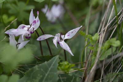 Cyclamen persicum, photographed by Eleftherios Katsillis