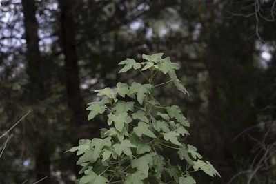 Malva unguiculata, photographed by Eleftherios Katsillis