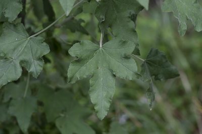 Malva unguiculata, photographed by Eleftherios Katsillis