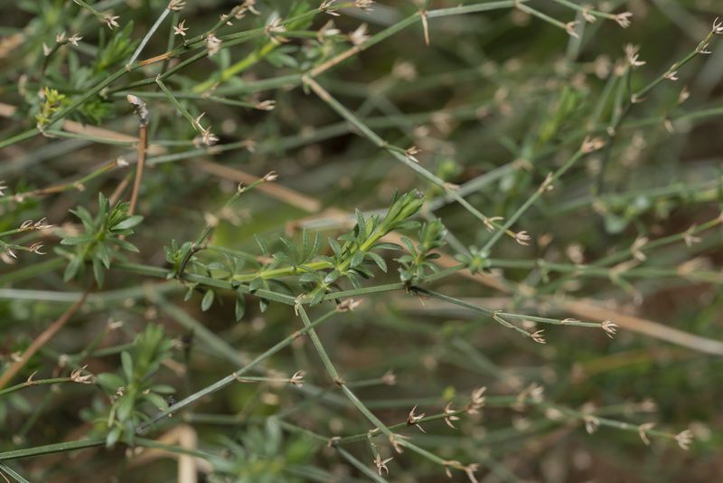 Thliphthisa brevifolia, photographed by Eleftherios Katsillis