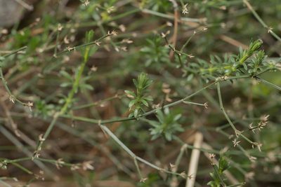 Thliphthisa brevifolia, photographed by Eleftherios Katsillis