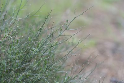 Thliphthisa brevifolia, photographed by Eleftherios Katsillis