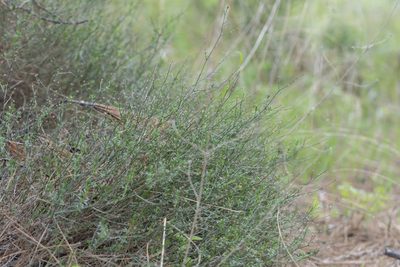 Thliphthisa brevifolia, photographed by Eleftherios Katsillis