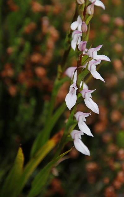 Brownleea recurvata, photographed by Tony Rebelo