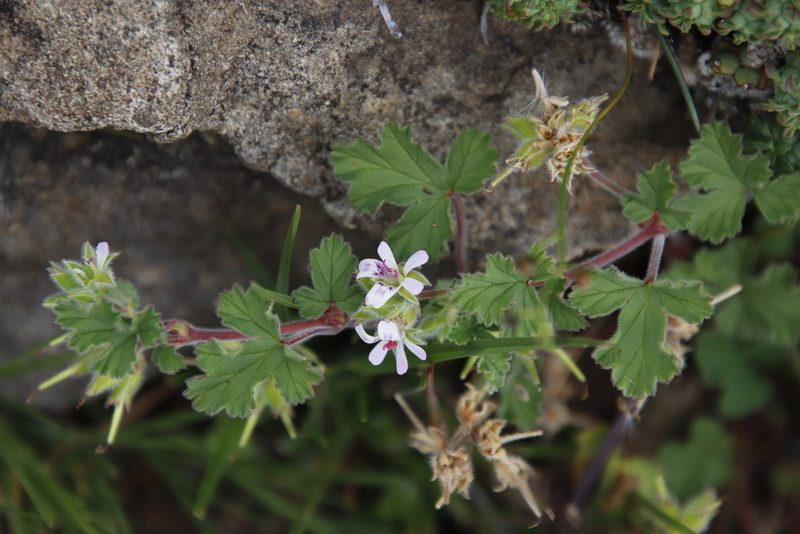 Pelargonium capituliforme, photographed by Tony Rebelo