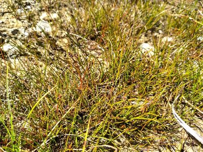 Juncus novae-zelandiae, photographed by Leon Perrie