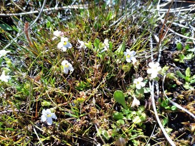 Euphrasia australis, photographed by Leon Perrie